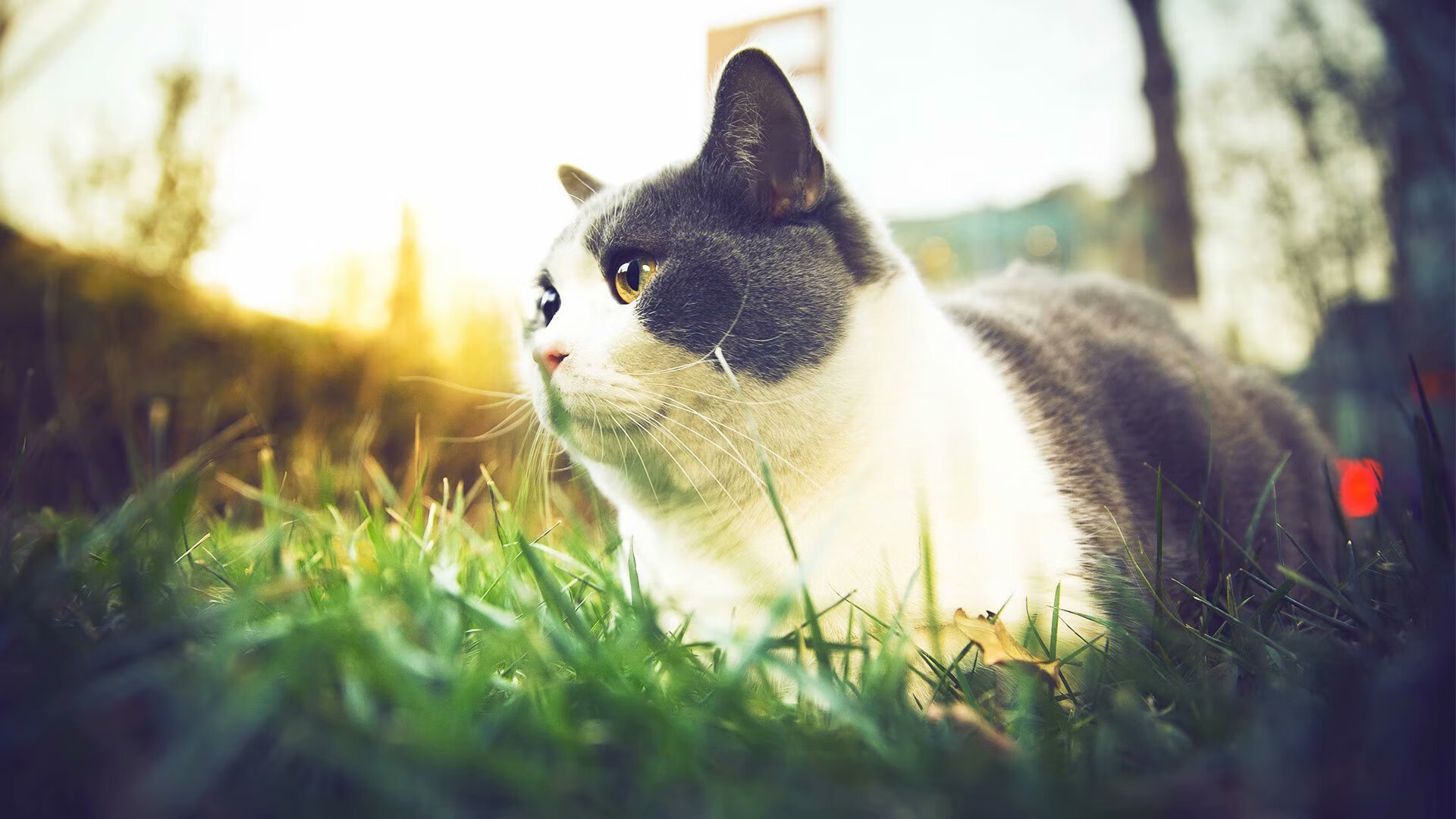 新王当立！西亚卡姆关键先生本色尽显，开拓者爆冷鹈鹕背后是巨星蜕变